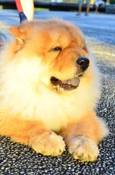 Chowchow Stock Photos
