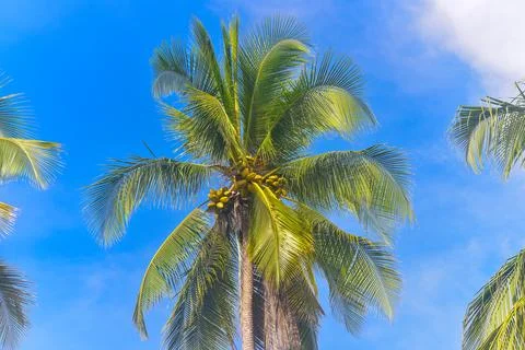 CHQ coconut trees Stock Photos