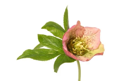Christ rose Foto stock