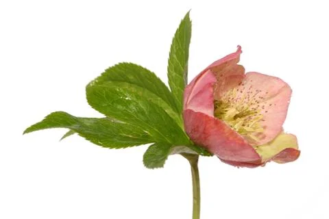 Christ rose Stock Photos