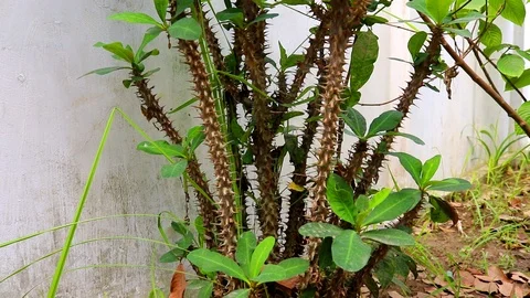 Christ thorn.Crown of thorns flower Tree. close up christ plant flower. Stock Footage 108636053