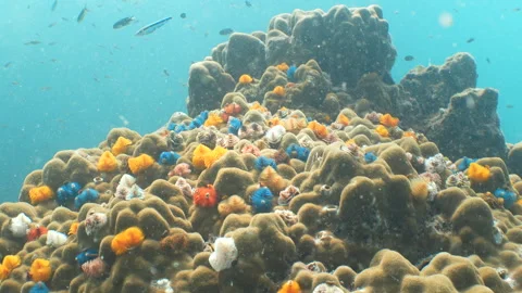 Christams Tree Worms close up Stock Footage 281929872