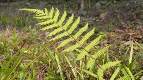 Christella genus Vidéo 332585923