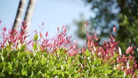 Christina tree plant Stock Footage 147336836