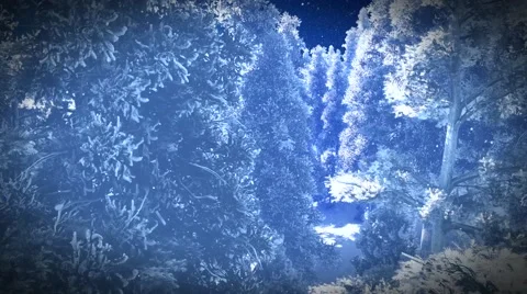 Christmac forest in mountains Stock Footage 56968519
