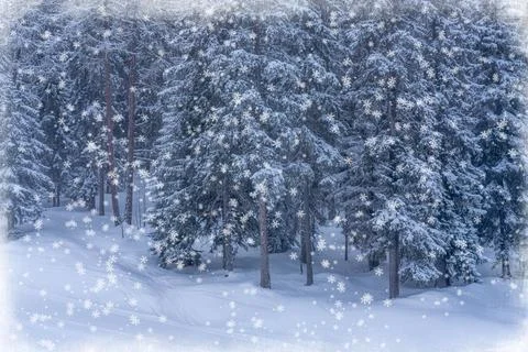Christmas and New Year background with snowy fir trees and heavy snowfall. Magic Stock Photos