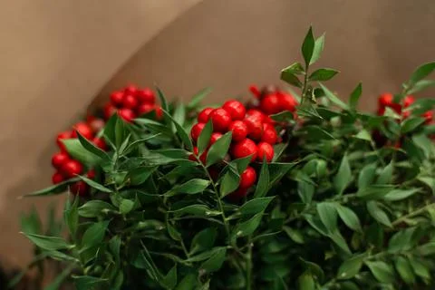 Christmas and new year decoration. butcher's broom, hawthorn. red. for christ Stock Photos