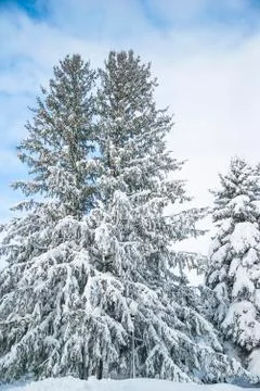 Christmas and winter landscape. Fir trees covered by fresh snow. Vertical pic Stock Photos