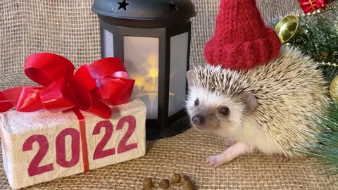 Christmas animals, gift box with text 2022 Stock Footage 164090369
