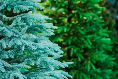 Christmas background. An artificial tree. New year. Stock Photos