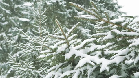 Christmas background with green pine branches and snowfall.snow. Winter forest Stock Footage 249360922