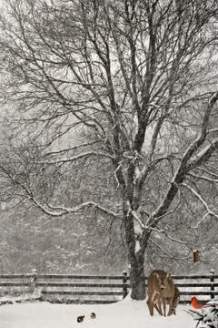 Christmas background. Stock Photos