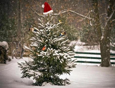 Christmas background. Stock Photos