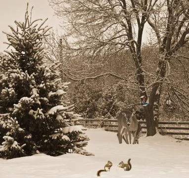 Christmas background. Stock Photos