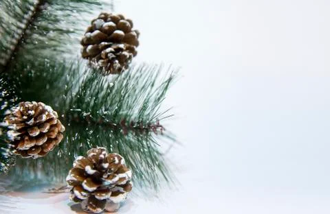 Christmas background with pine cones and Christmas tree branch Stock Photos