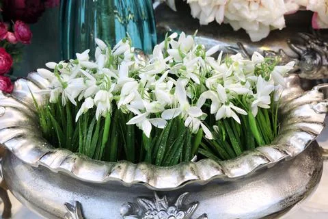 Christmas background with snowdrops Stock Photos
