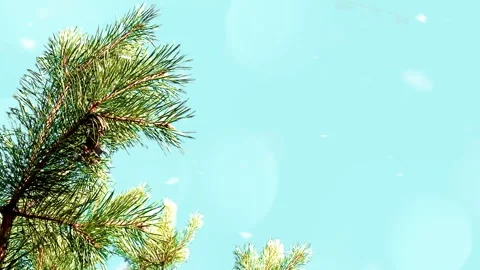 Christmas  background with snowy tree branches, Stock Footage 94998694