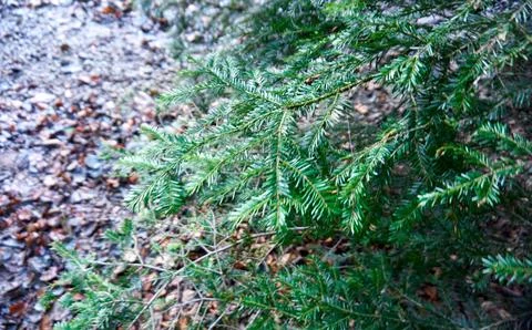 Christmas background with tree branches Stock Photos