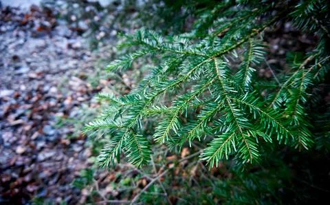 Christmas background with tree branches Stock Photos