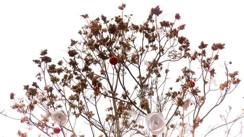 Christmas background with tree branches Stock Photos