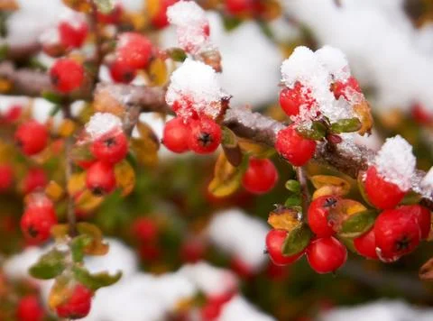 Christmas background with tree branches Stock Photos