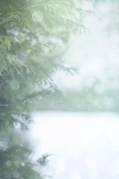Christmas background with tree branches in winter. Stock Photos