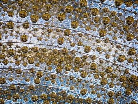 Christmas balls Stock Photos