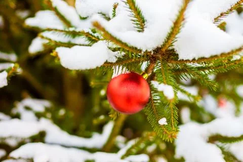 Christmas balls on tree Stock Photos