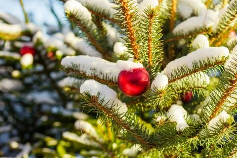 Christmas balls on tree 스톡 사진
