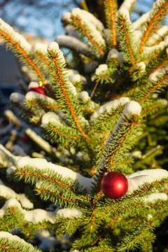 Christmas balls on tree Stock Photos