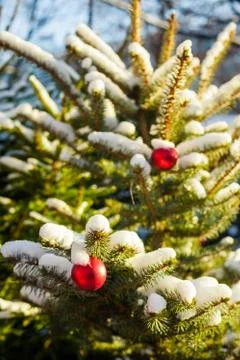 Christmas balls on tree Stock Photos