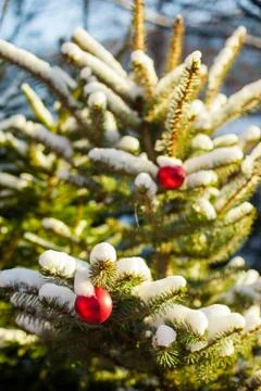 Christmas balls on tree Foto stock