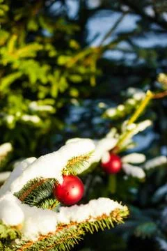 Christmas balls on tree Stock Photos
