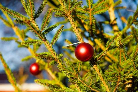 Christmas balls on tree Stock Photos