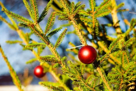 Christmas balls on tree Stock Photos