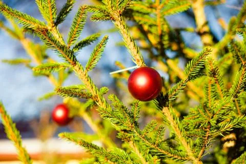 Christmas balls on tree Stock Photos