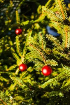 Christmas balls on tree Stock Photos