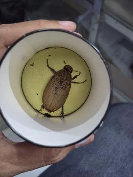 Christmas beetle Stock Photos