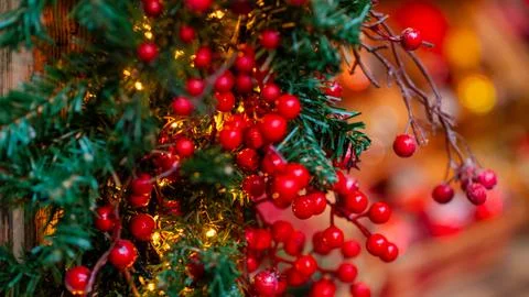 Christmas berries and evergreen branches with warm festive holiday lights Stock Photos