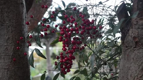 Christmas Berries Stock Footage 237112298