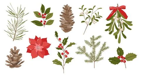 Christmas botanical element set with holly mistletoe pine cones and poinsetti Stock Illustration