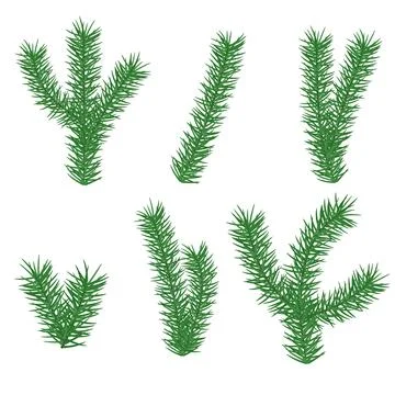 Christmas branch of pine element for web design. Nature abstract vector. illu Illustrazione stock