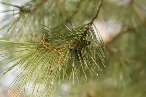 Christmas branch with a pinecone Stock Photos