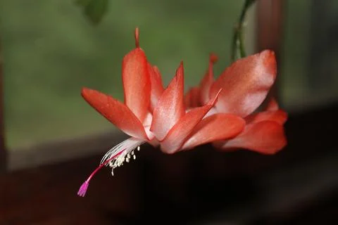 Christmas Cactus Bloom Stock Photos