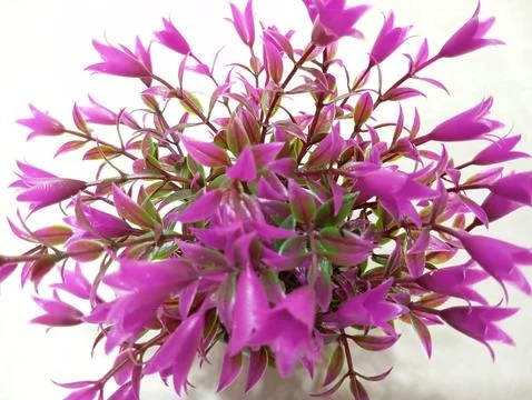 Christmas cactus Stock Photos