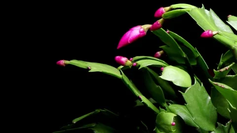 Christmas Cactus Time-lapse Video stock 273825433