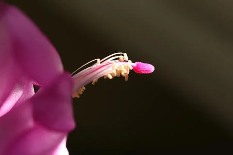 Christmas cactus2 Stock Photos