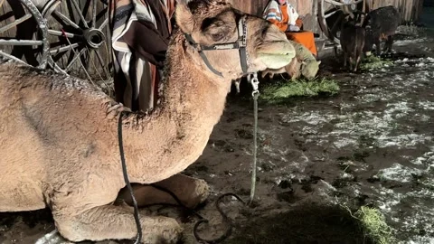 Christmas Camel Stock Footage 225756098