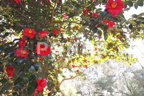 Christmas Camellia Stock Photos