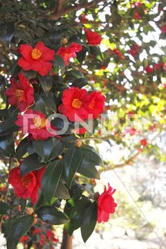 Christmas Camellia Stock Photos
